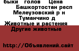 быки 6 голов. › Цена ­ 50 000 - Башкортостан респ., Мелеузовский р-н, Туманчино д. Животные и растения » Другие животные   